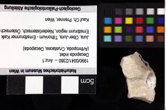 Foto (Objket + Etiketten) von Decapoda indet. 